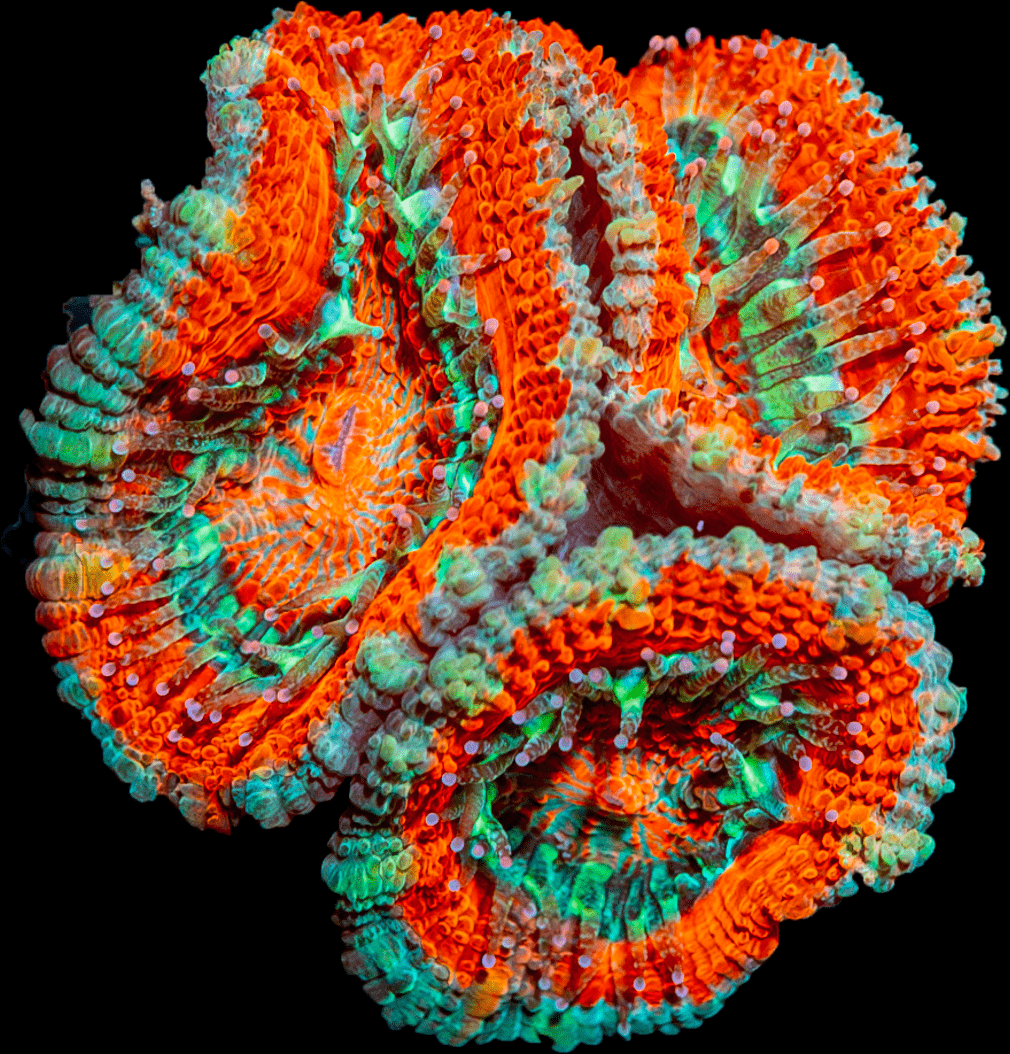 Acan/ Micromussa Four Pack - riptide aquaculture llc