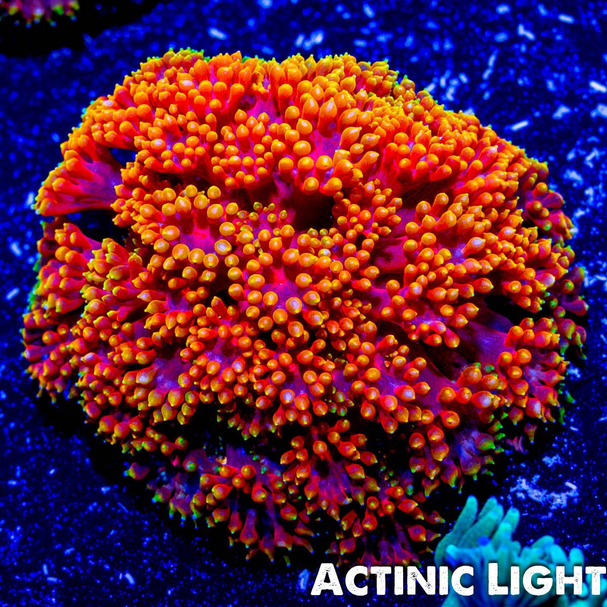 Rainbow Micro Goniopora - riptide aquaculture llc