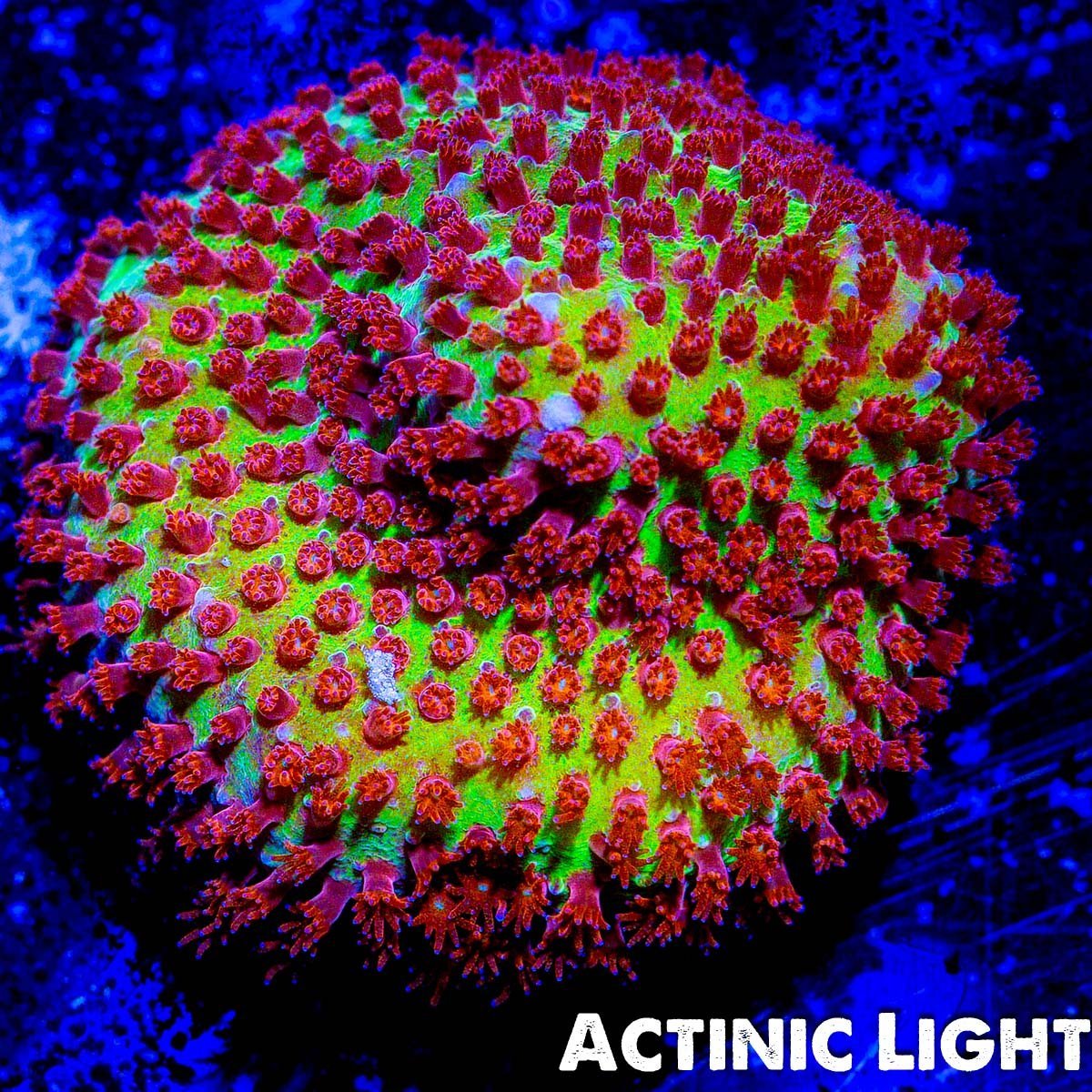 JF Burning Banana Stylocoeniella - riptide aquaculture llc