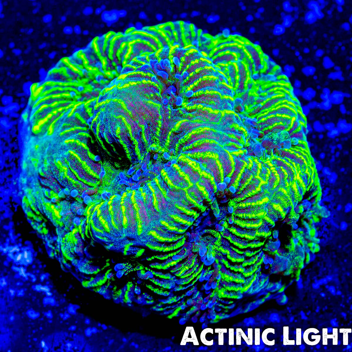 Actinic light Photo Example Close to WYSIWYG Riptide Aquaculture U-235 Favia Coral