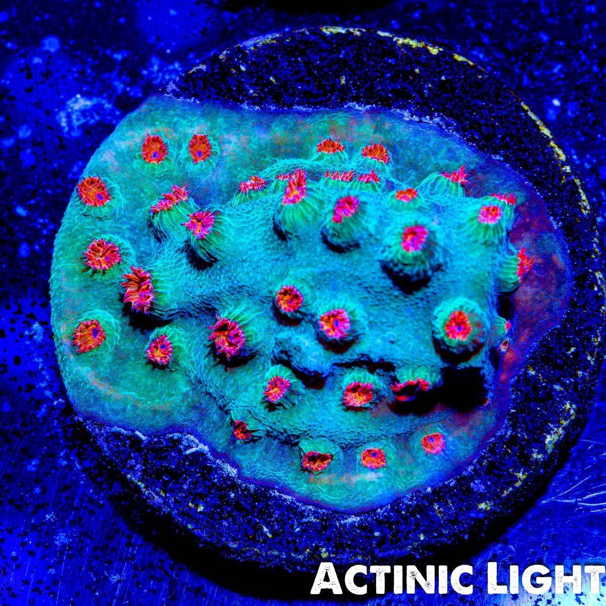 Meteor Shower Cyphastrea Coral - riptide aquaculture llc