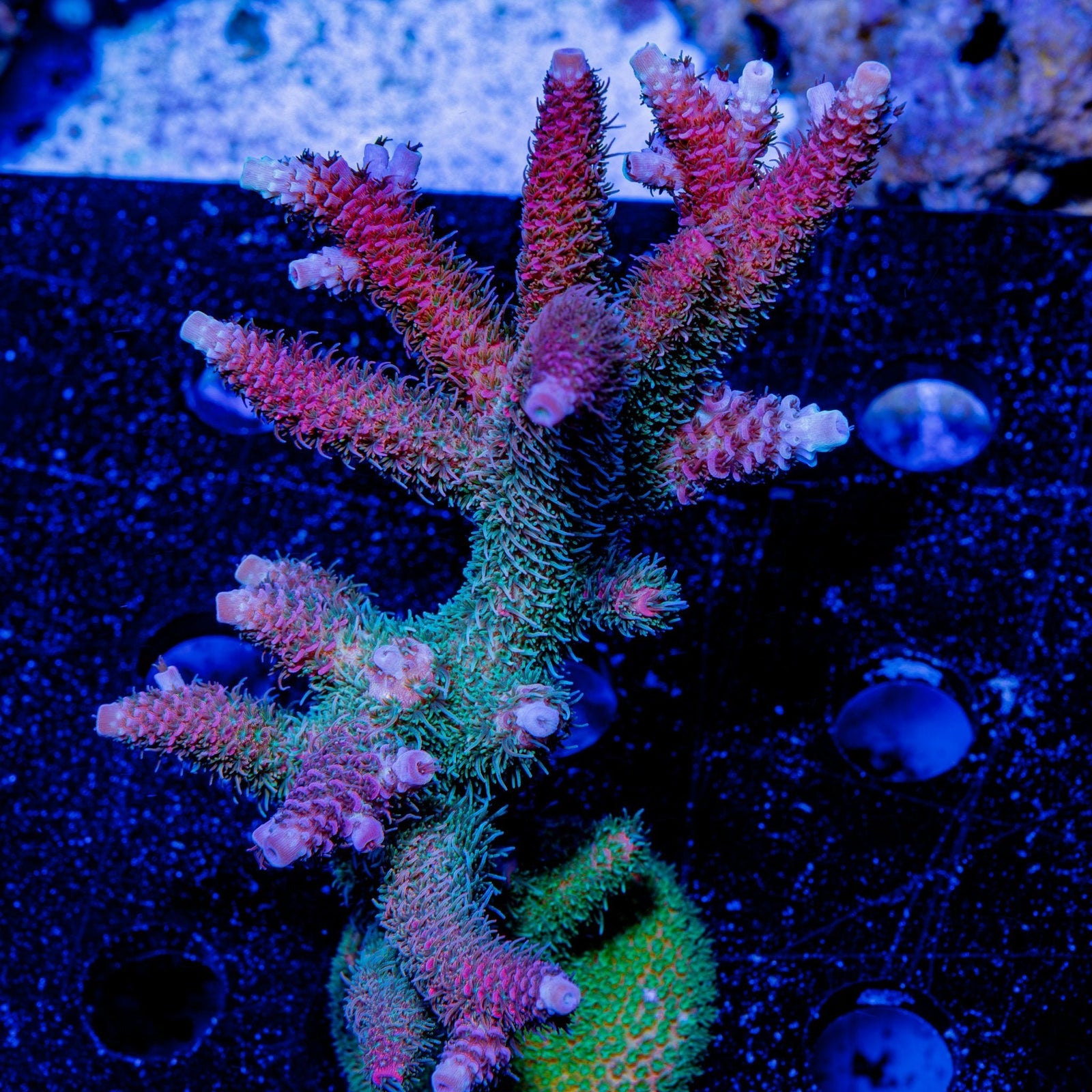 Heaven and Hell Millepora - riptide aquaculture llc