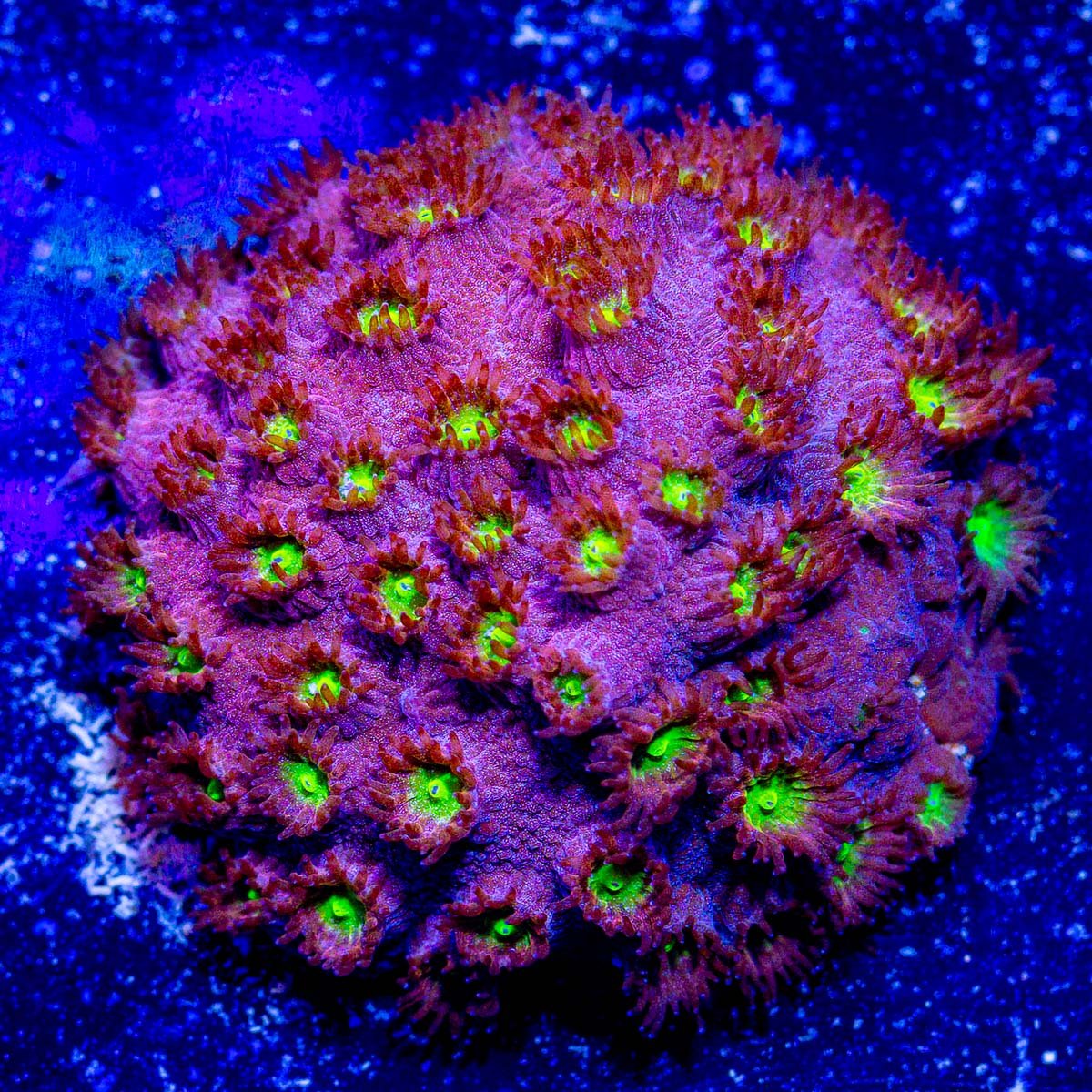 JF Bling Bling Cyphastrea Coral - riptide aquaculture llc