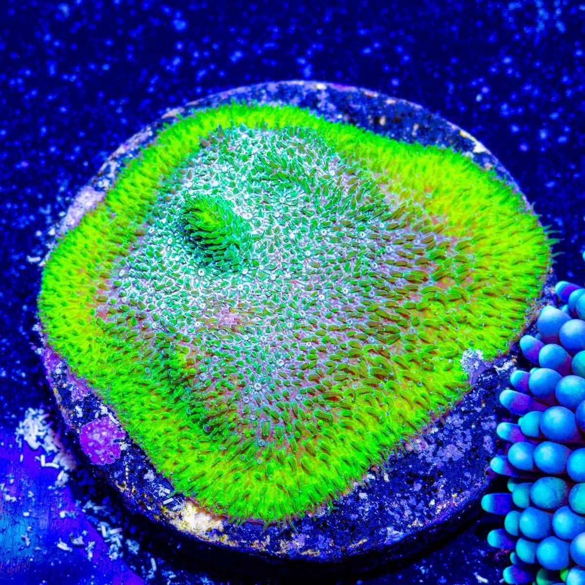 Beginner's Encrusting Coral 4 Pack - riptide aquaculture llc