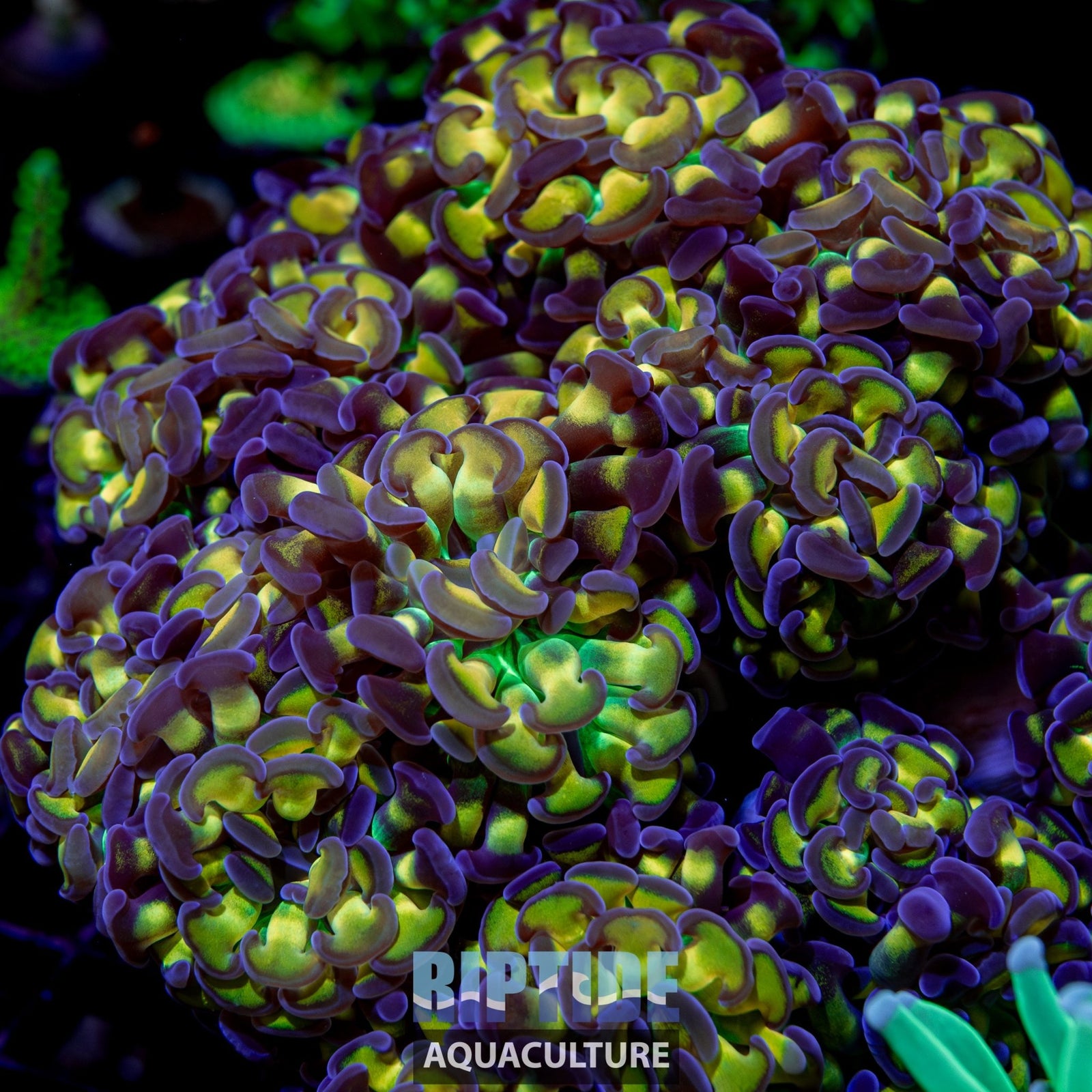 Crown Royal Hammer - riptide aquaculture llc