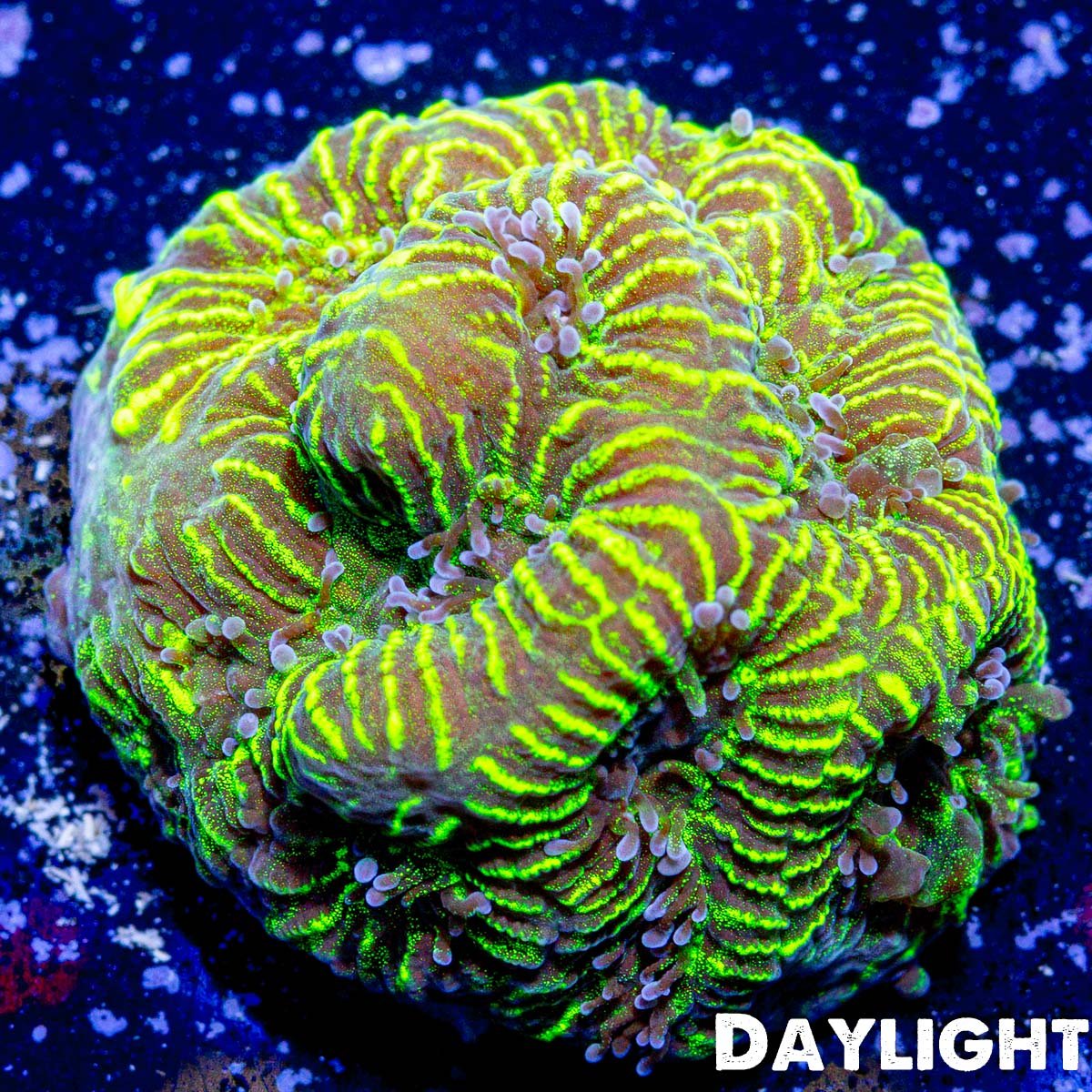 U-235 Favia Coral - riptide aquaculture llc