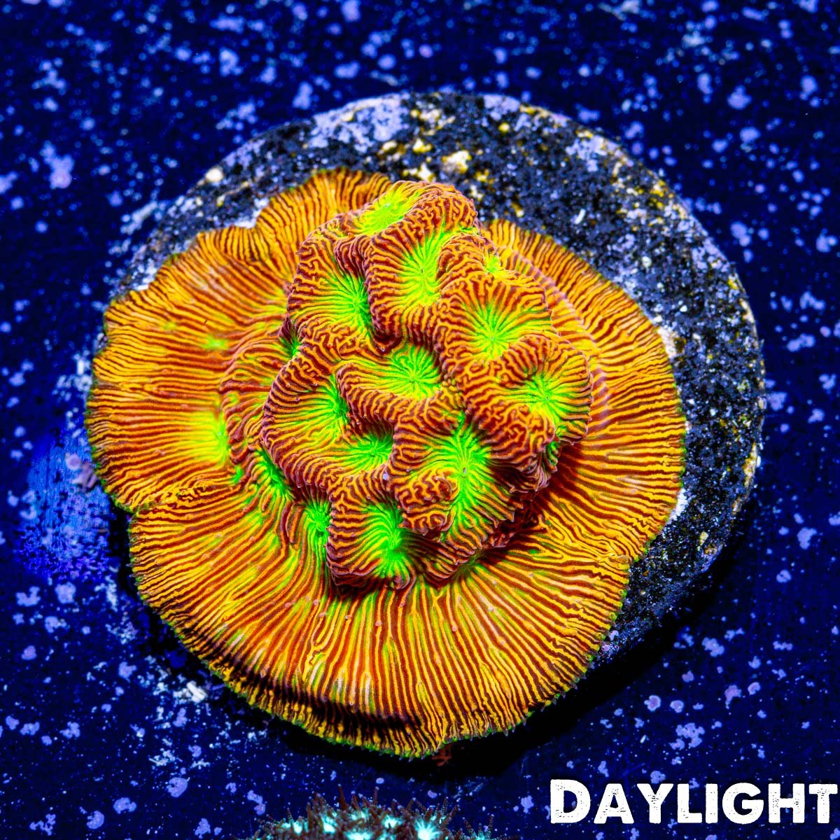 Jack-o-Lantern Leptoseris - riptide aquaculture llc