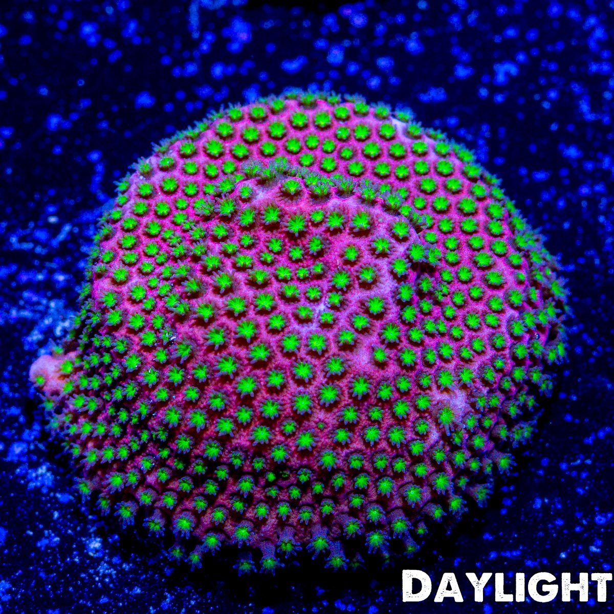 WWC Electric Daisy Stylocoeniella - riptide aquaculture llc