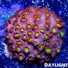 JF Bling Bling Cyphastrea - riptide aquaculture llc