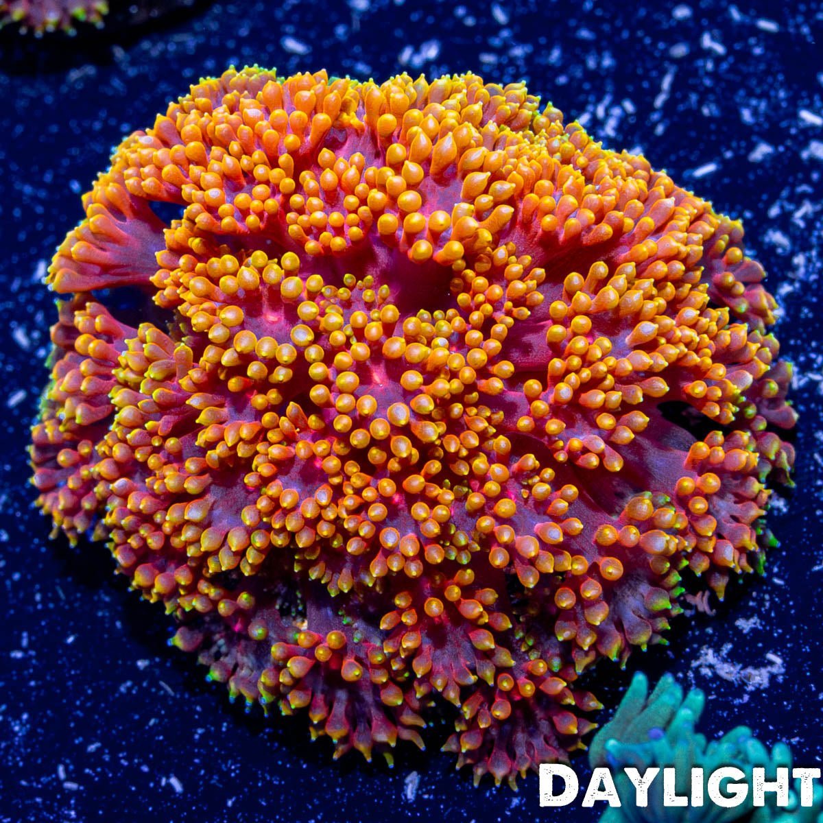 Rainbow Micro Goniopora - riptide aquaculture llc