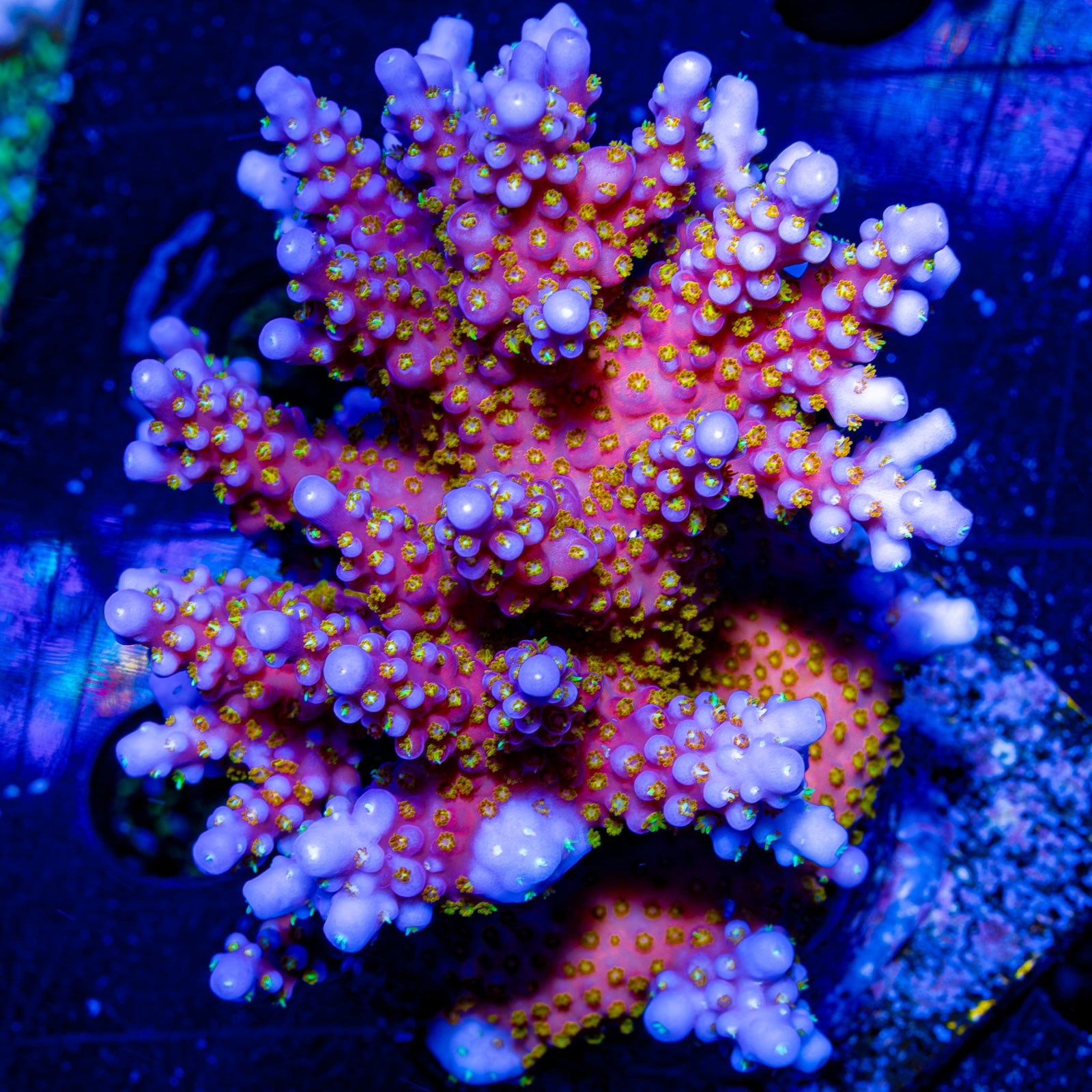 Riptide Aquaculture ARC Firework Acropora coral glowing under blue light, highlighting its vibrant red and yellow fluorescence.