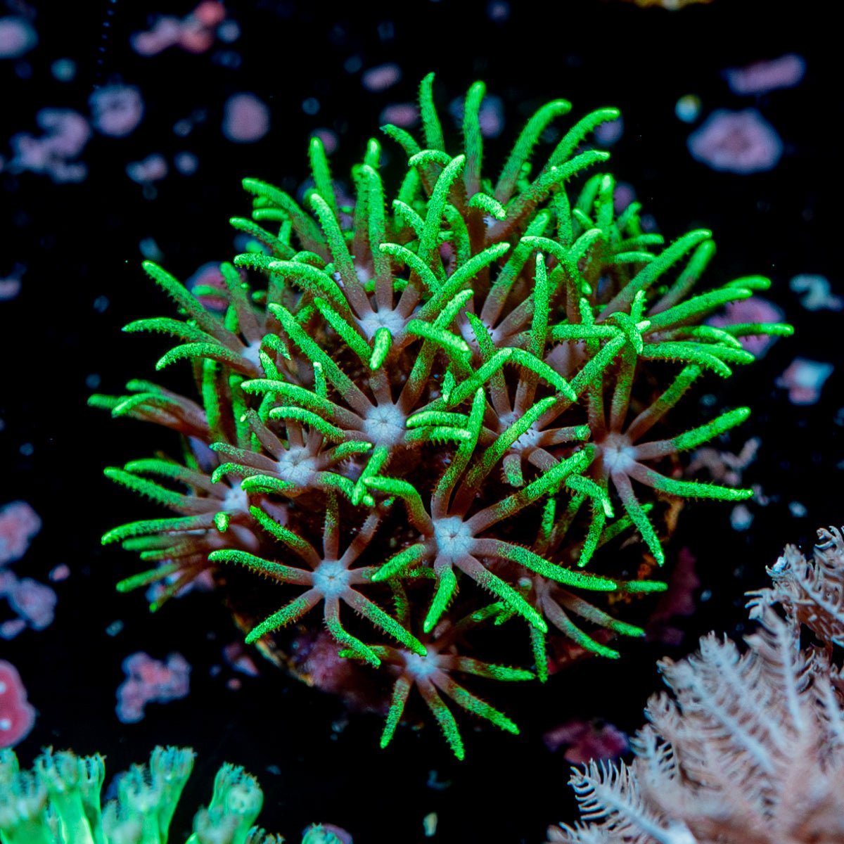 Green Star Polyps