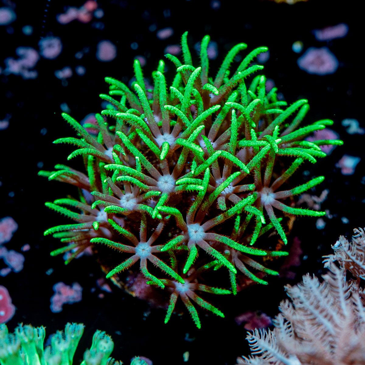 Green Star Polyps - riptide aquaculture llc