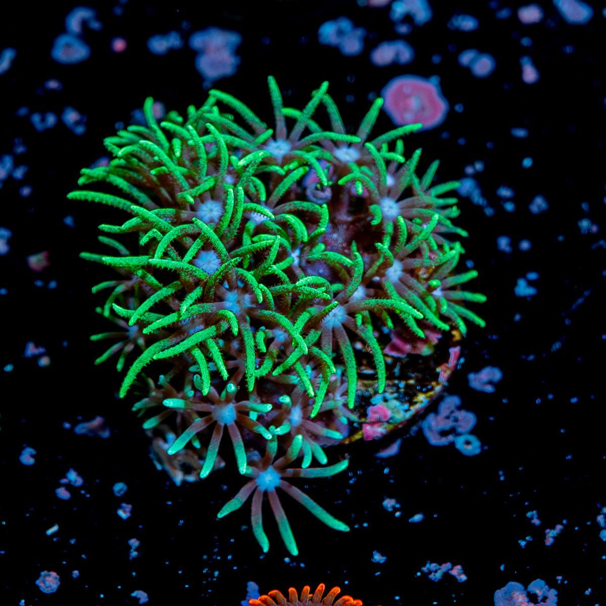 Green Star Polyps - riptide aquaculture llc