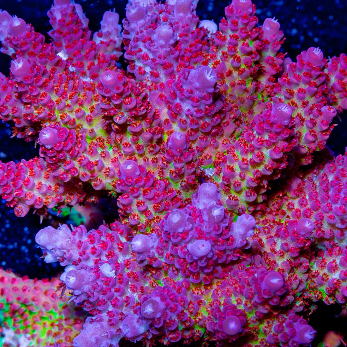 Princess Peach Acropora - riptide aquaculture llc