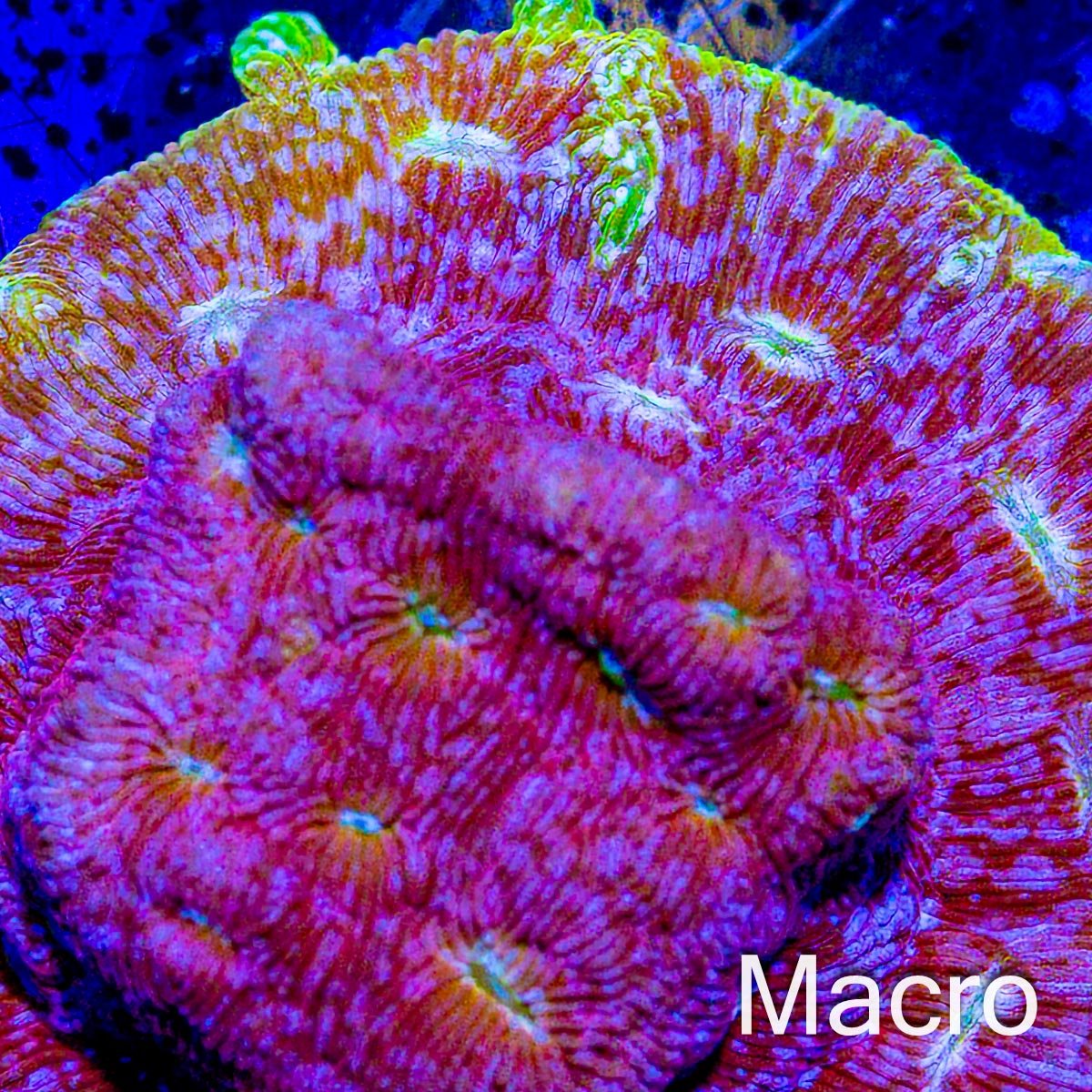 JF Klepto Lepto Leptoseris Coral - riptide aquaculture llc
