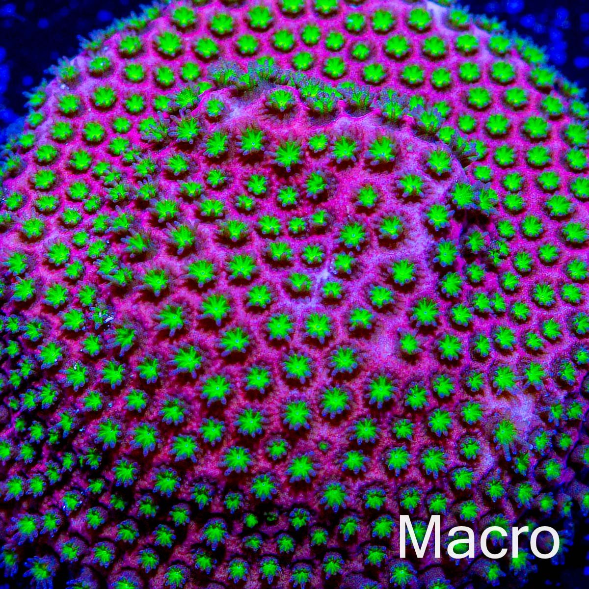 WWC Electric Daisy Stylocoeniella Coral - riptide aquaculture llc
