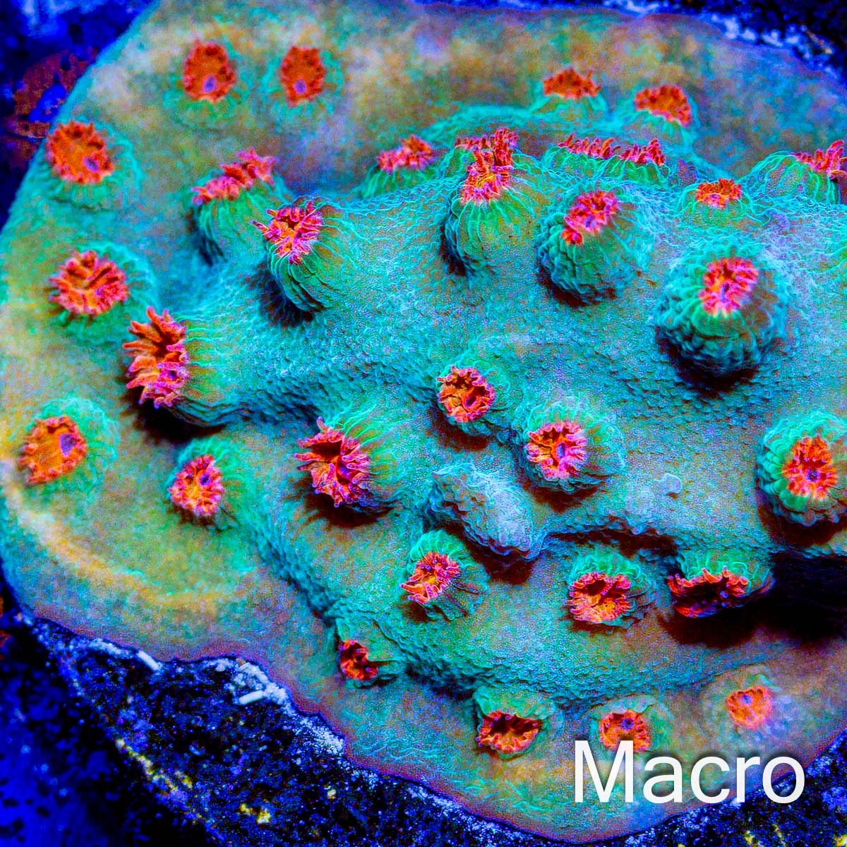 Meteor Shower Cyphastrea Coral - riptide aquaculture llc