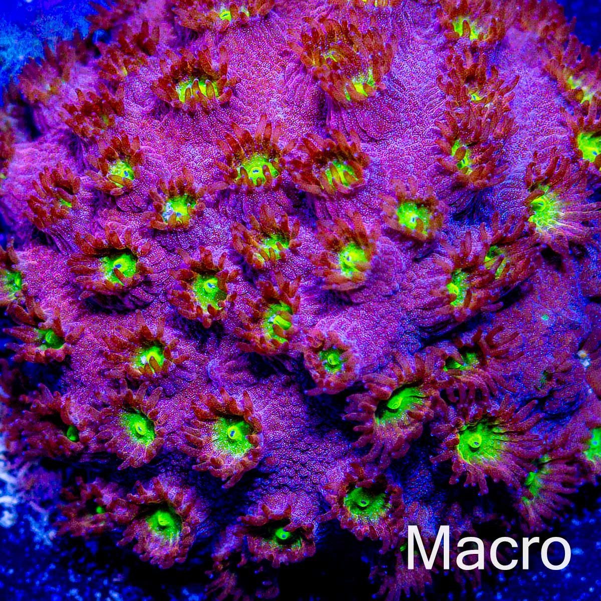 JF Bling Bling Cyphastrea - riptide aquaculture llc