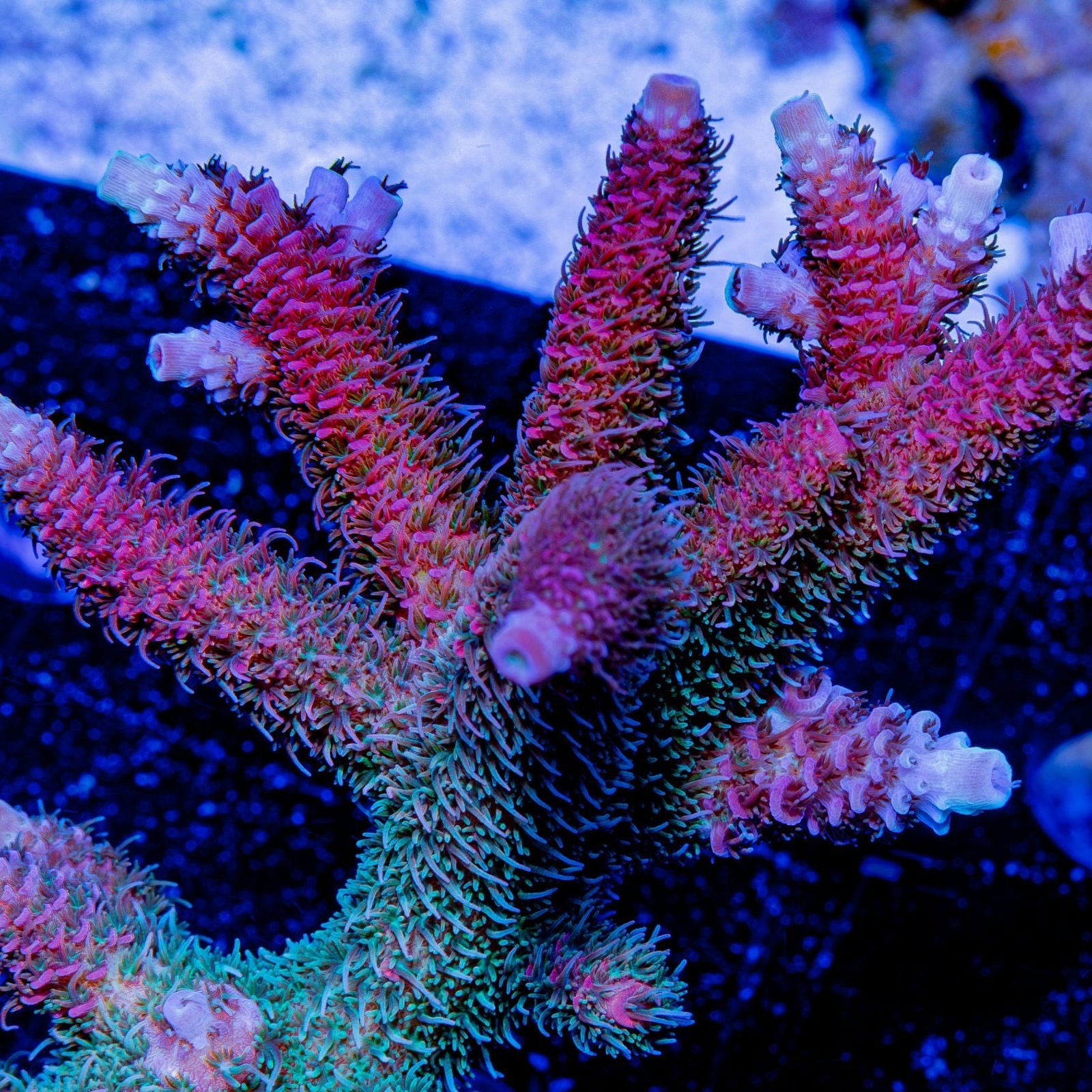 Heaven and Hell Millepora - riptide aquaculture llc