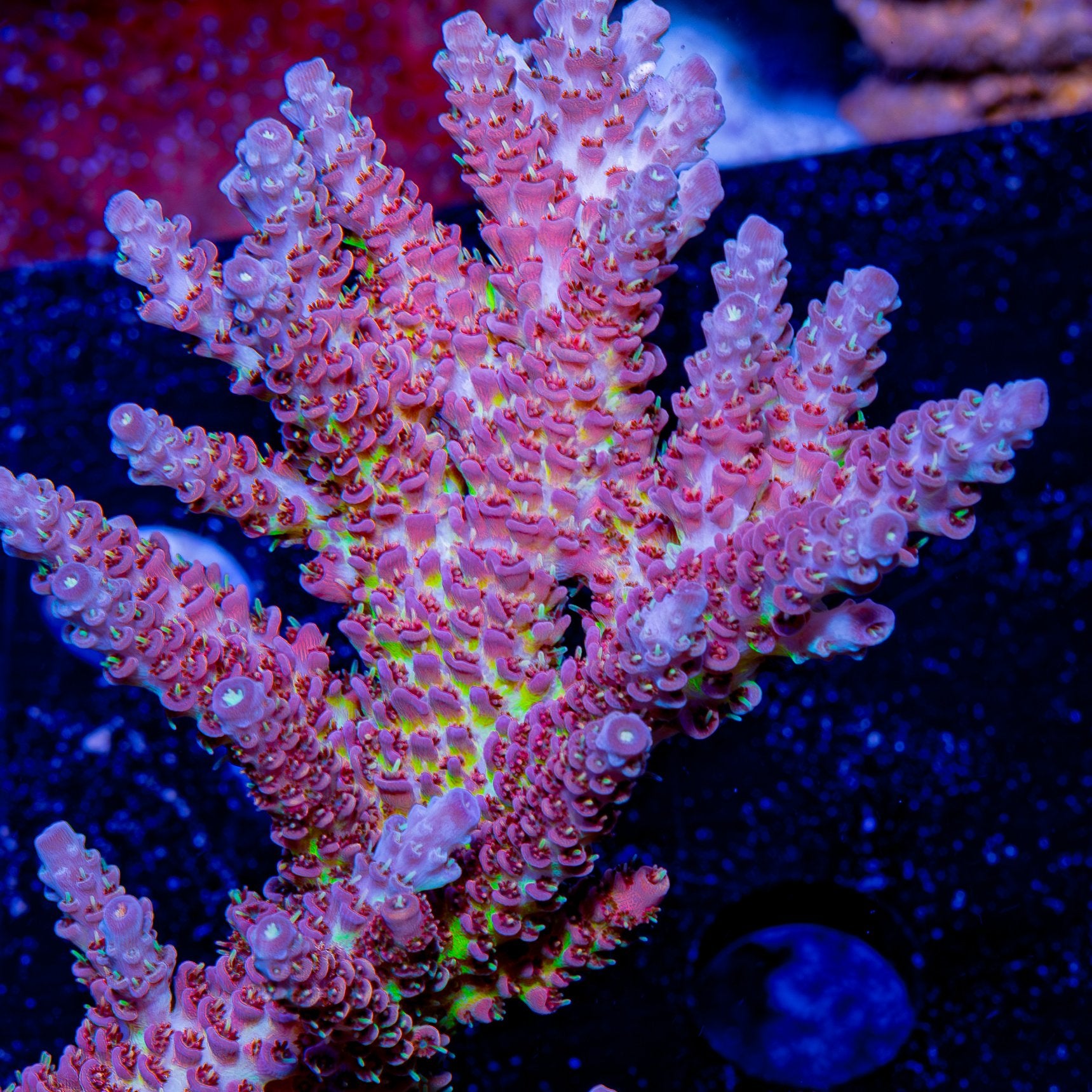 Coral sale Santa Claus