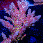 Robot Santa Claus Acropora