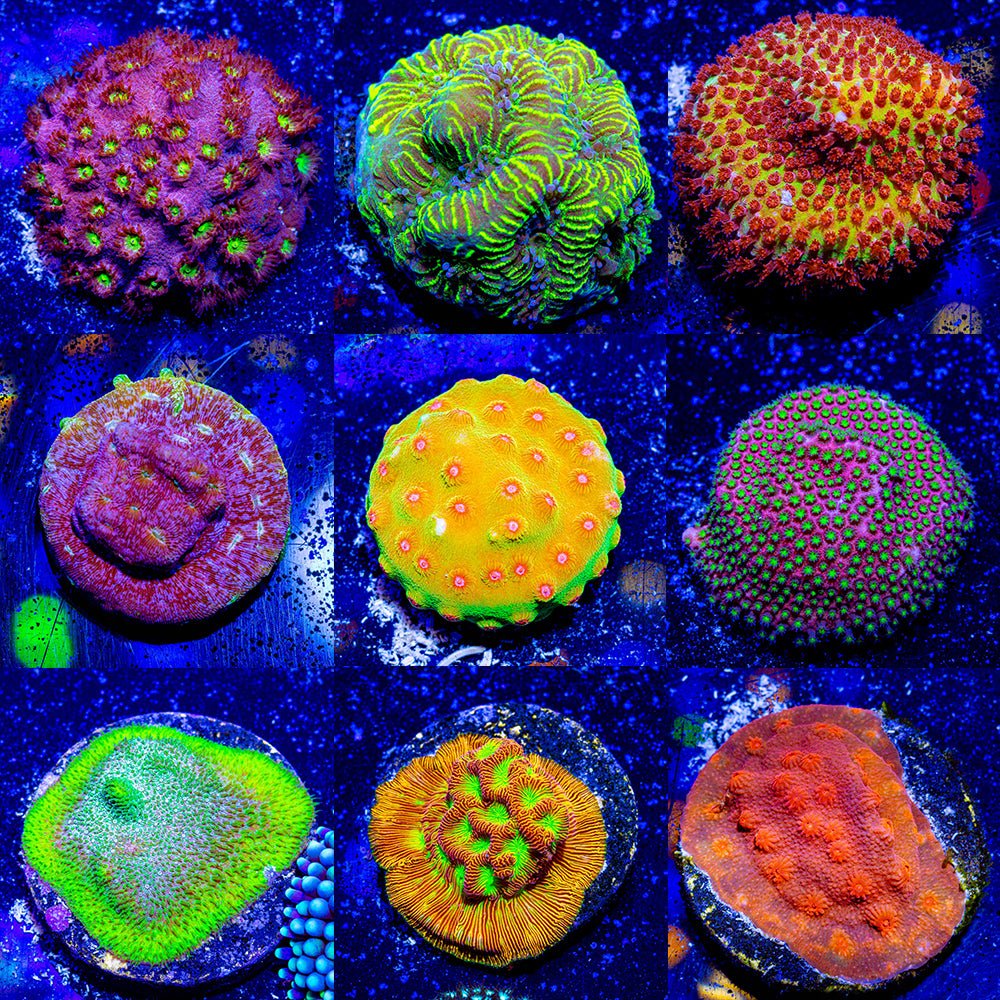 Beginner's Encrusting Coral 4 Pack - riptide aquaculture llc