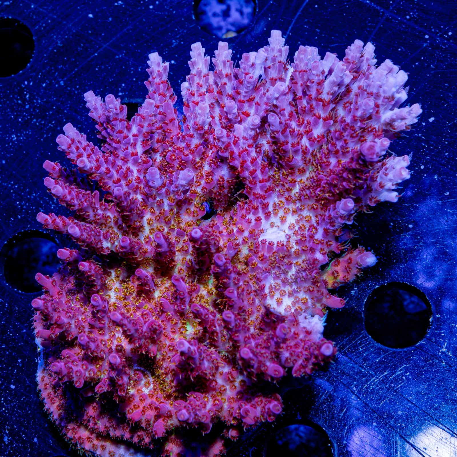 Riptide Aquaculture Night Fury Acropora coral glowing under blue light, highlighting its fluorescent red and purple hues.