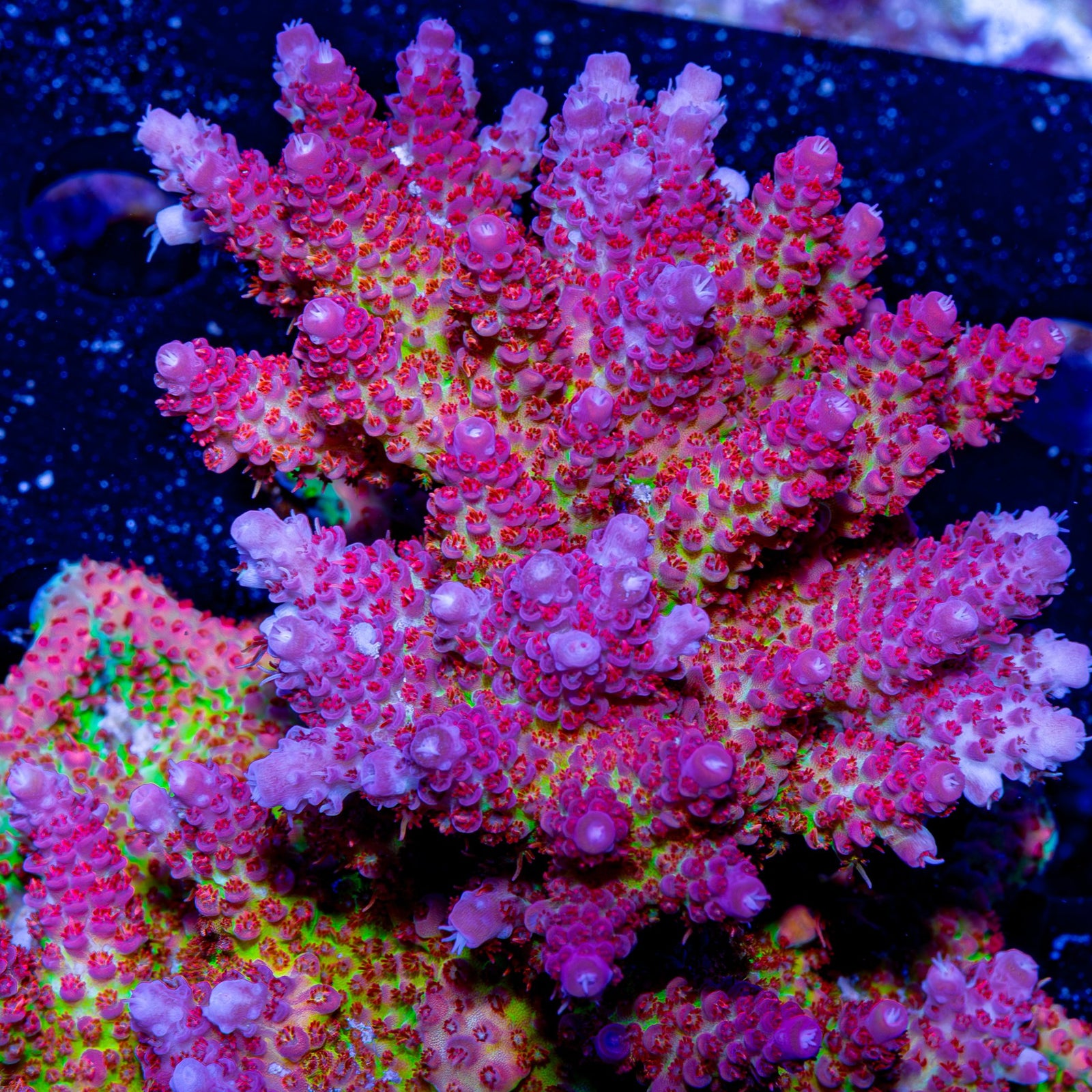 Riptide Aquaculture Princess Peach Acropora coral glowing under blue light, highlighting its fluorescent pink and peach hues.