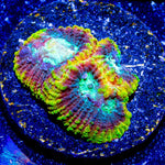 Yellow Submarine Favia - riptide aquaculture llc