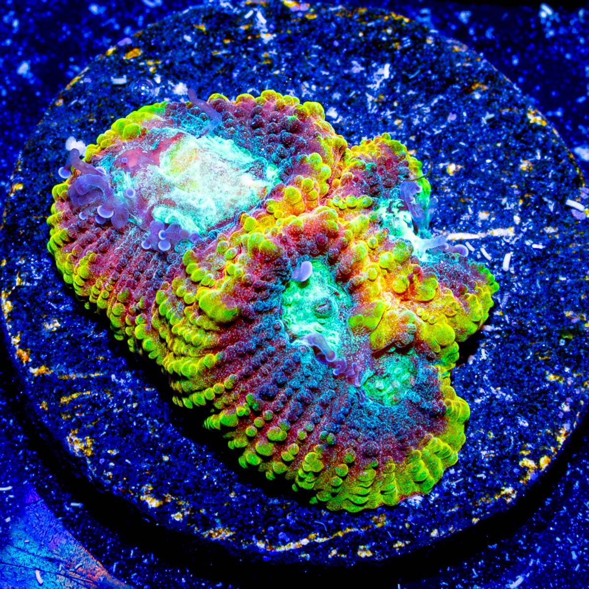 Yellow Submarine Favia - riptide aquaculture llc