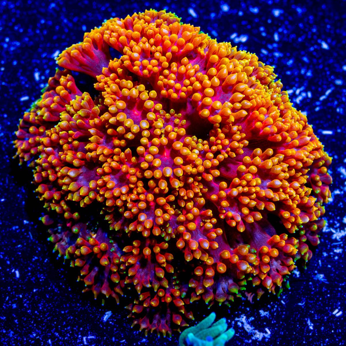 Rainbow Micro Goniopora - riptide aquaculture llc