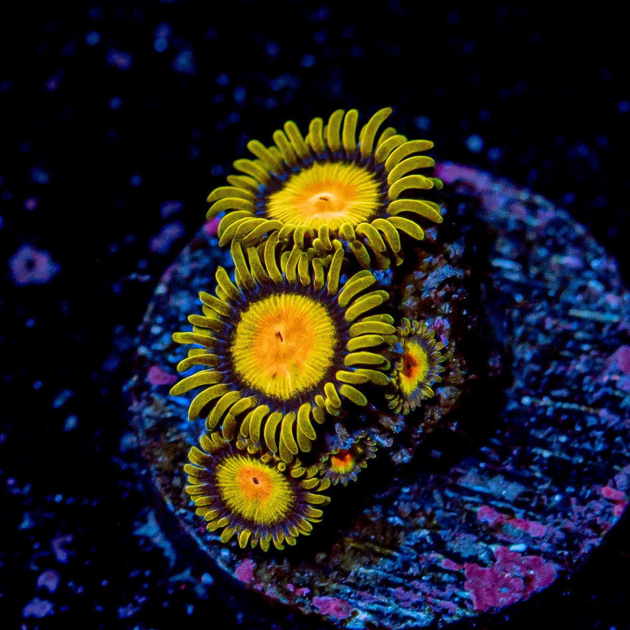 Tutti Frutti Zoanthid - Close to WYSIWYG - riptide aquaculture llc