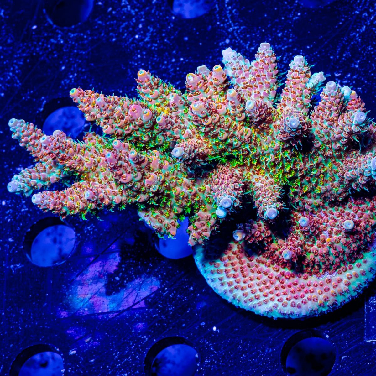 Temporal Distortion Acropora - riptide aquaculture llc