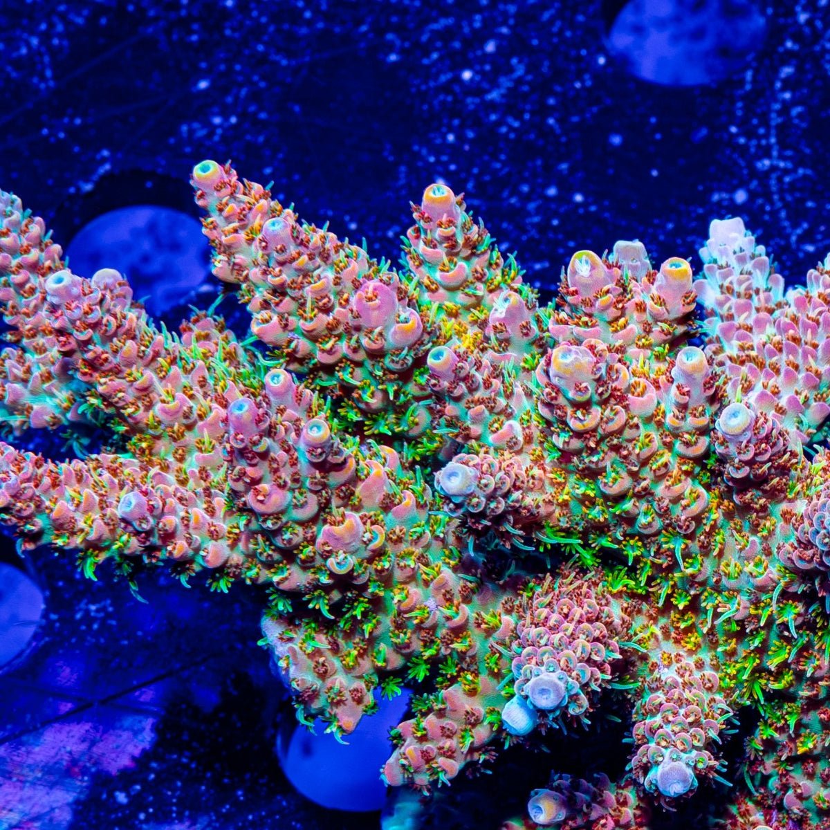 Temporal Distortion Acropora - riptide aquaculture llc