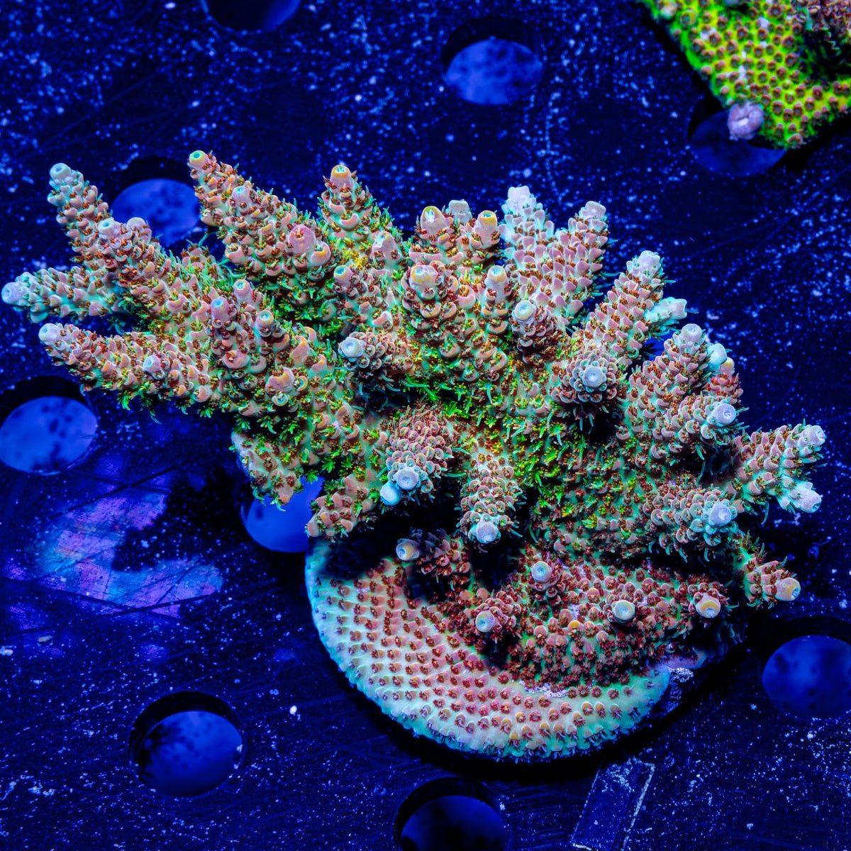 Temporal Distortion Acropora - riptide aquaculture llc