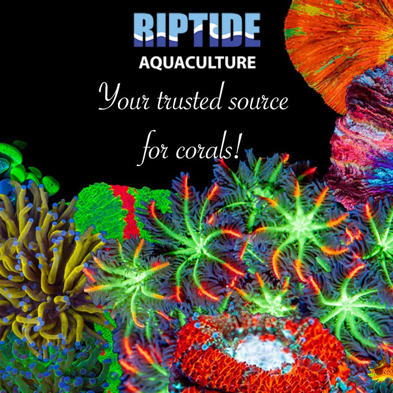 Riptide Aquaculture is a trusted source of vibrant high quality corals for an affordable price 