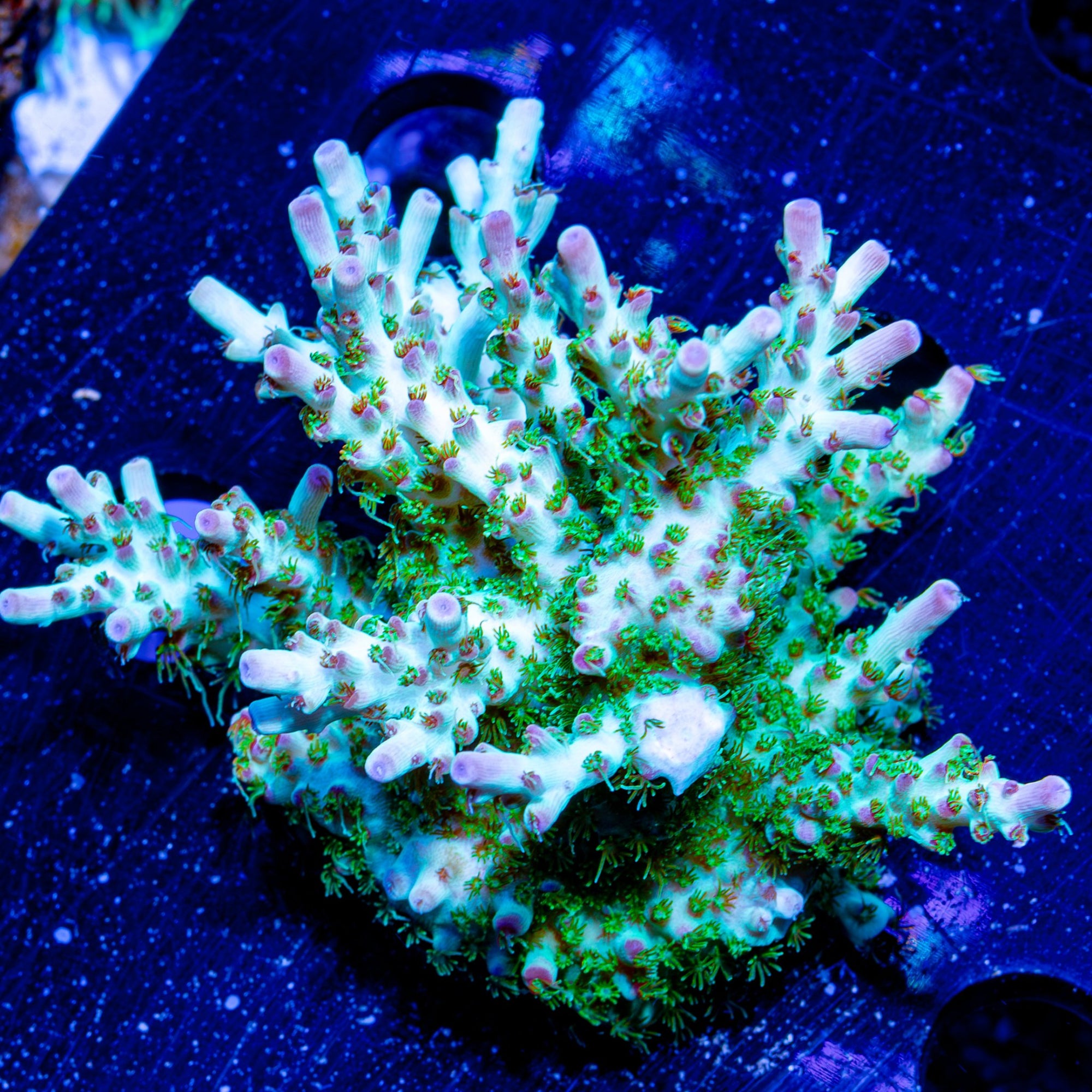 Riptide Aquaculture Yoda Acropora coral illuminated under blue light, enhancing the fluorescent green and purple colors.