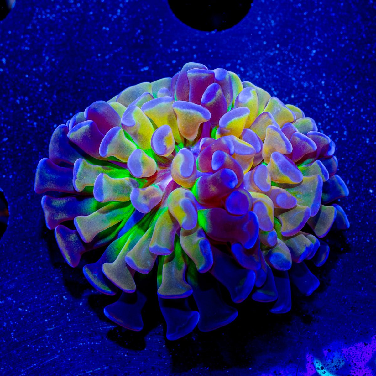 Crown Royal Hammer - riptide aquaculture llc