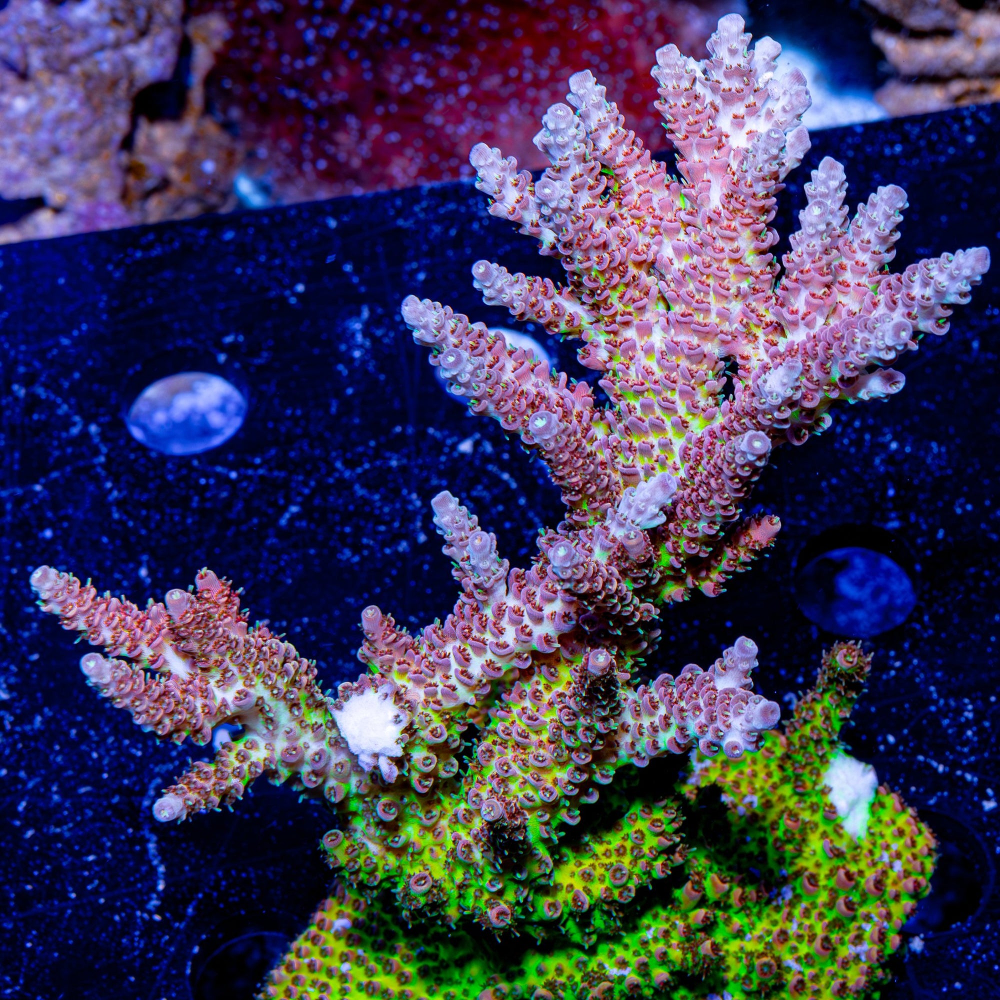 Riptide Aquaculture Robot Santa Claus Acropora coral glowing under blue light, highlighting its fluorescent red and green hues.