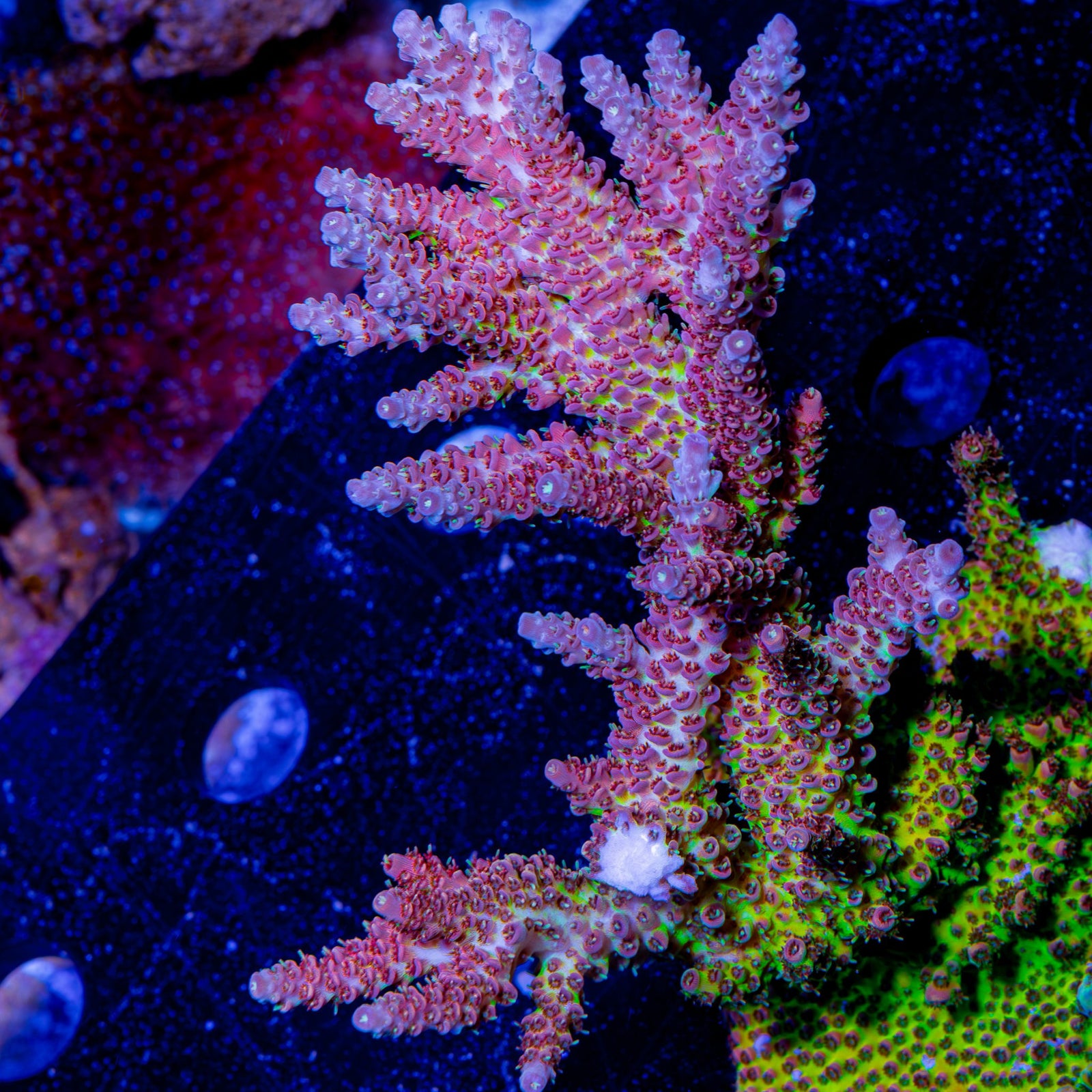 Riptide Aquaculture Robot Santa Claus Acropora coral glowing under blue light, highlighting its fluorescent red and green hues.