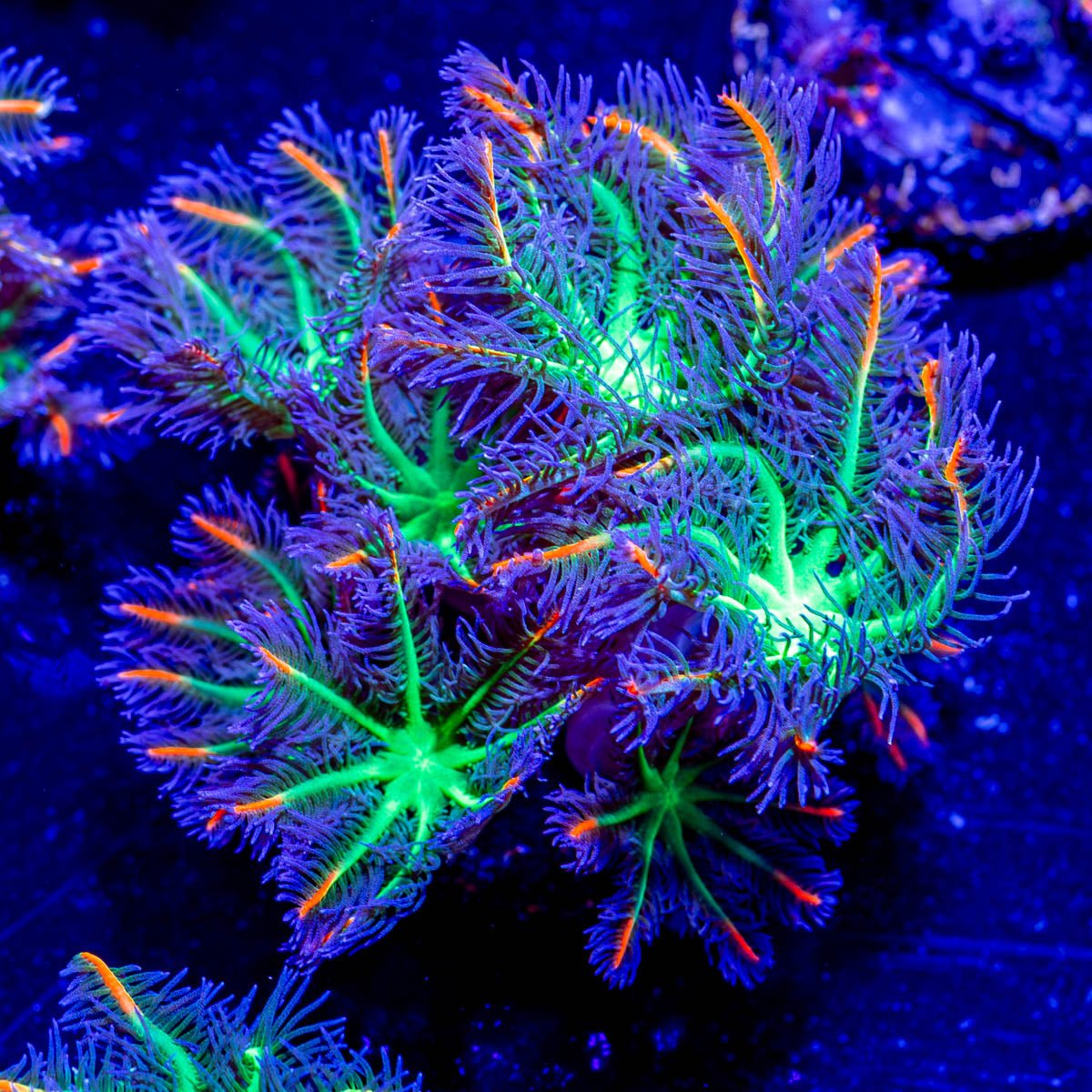 ARC FireWork Clove Polyps - riptide aquaculture llc