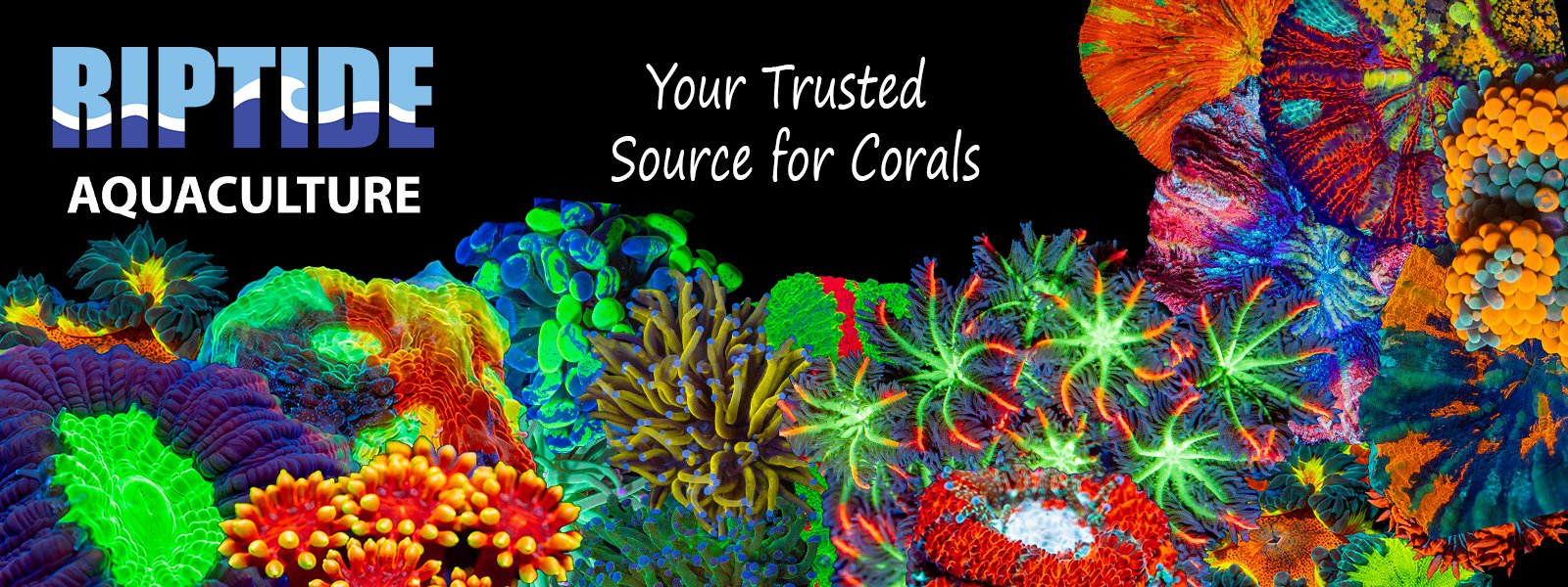 Riptide Aquaculture is a trusted source of vibrant high quality corals for an affordable price 