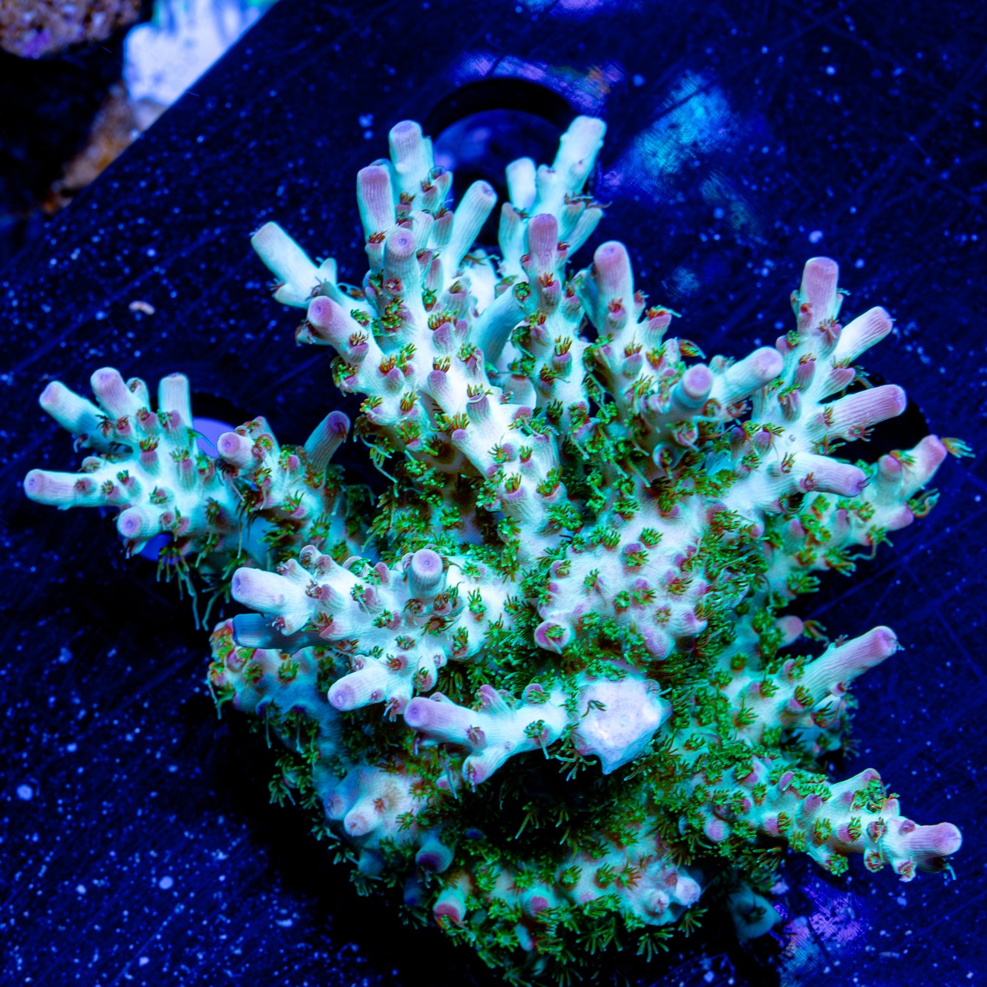 Riptide Aquaculture Yoda Acropora coral under white light, featuring bright green and purple tips with intricate branching.