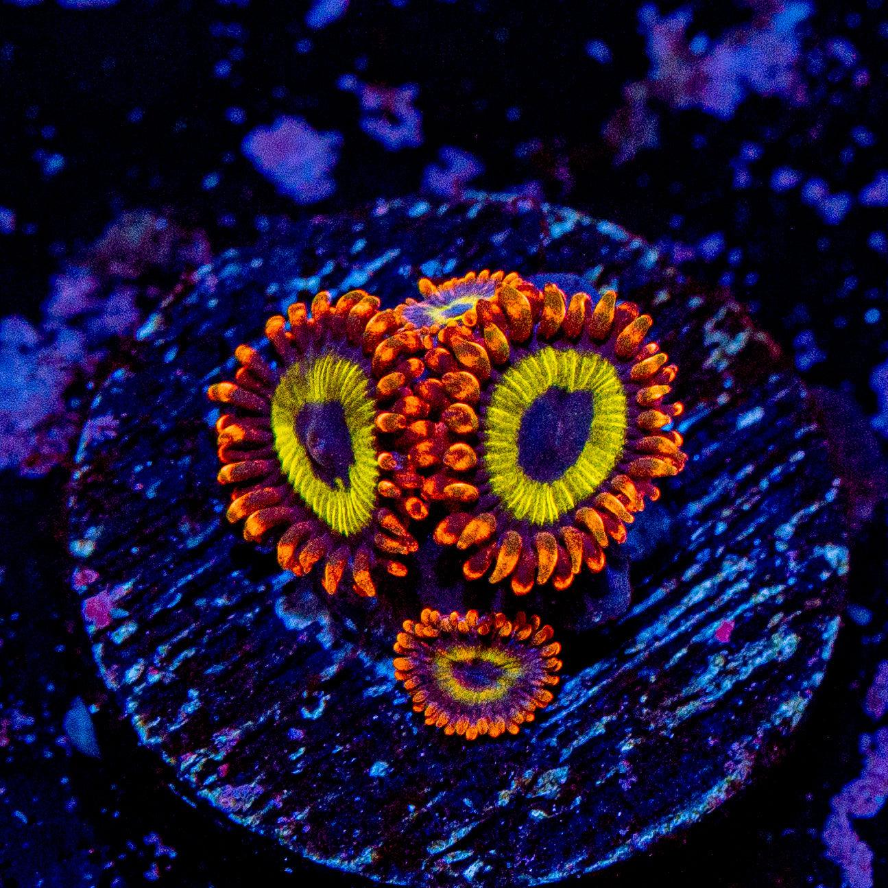 Fruit Loop Zoanthid - Close to WYSIWYG