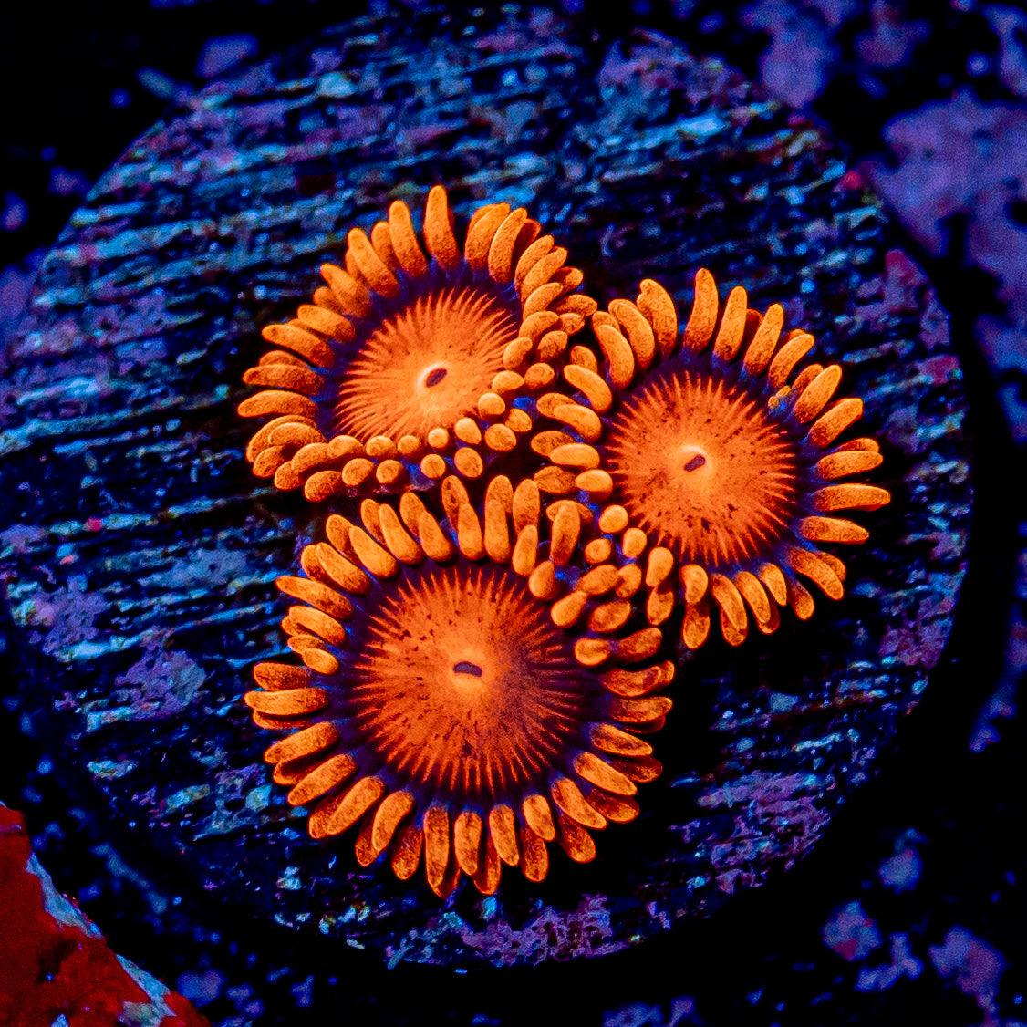 Orange Bambam Zoanthid - Close to WYSIWYG